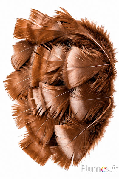 Tacchino bronzo - sbiancato - 5-15 cm - caffè